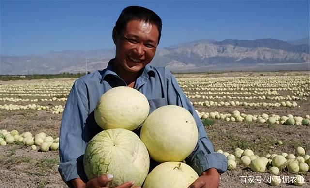 夏季时令瓜果十分丰富,常见的有西瓜,甜瓜,脆瓜和香瓜等,西瓜口感十分