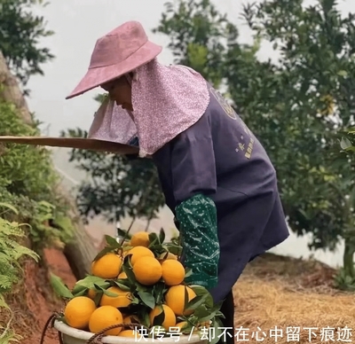 上万斤脐橙无人问津,市场大量存货积压,怎么也不见贩子来收购