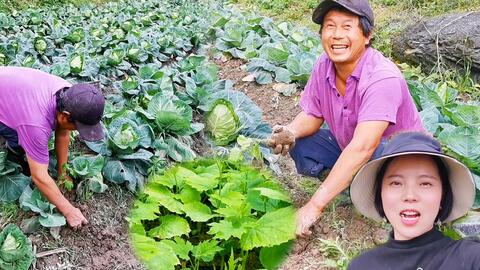 种草莓瓜果,用这两种食材做原料做成肥水,产量提高口感更甜