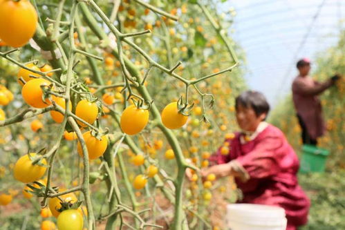 汝阳县柏树乡 订单农业促进农民增收致富